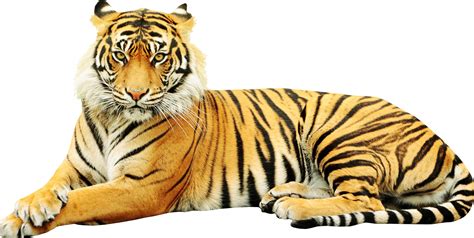 Unduh 100 Gambar Harimau Png Hd Terbaru Info Gambar