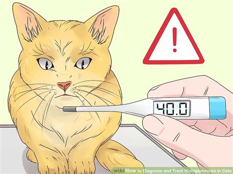 Ректальные кошки. Измерение температуры у кошек. Как измерить температуру коту. Кот температурит. Повышенная температура у кошки.