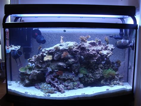 Samanthas 50 Gallon Mixed Reef Aquarium