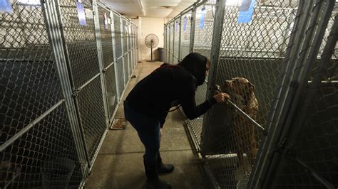 New Facility Will Improve Quality Of Life Help With Dogs Adoptions
