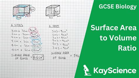 How To Calculate Surface Area To Volume Ratio GCSE Biology