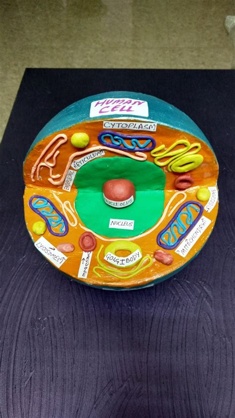 A movie that takes you through the human cell. Human cell model | Cell model, Human, Model