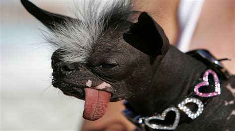 California Hosts Worlds Ugliest Dog Contest