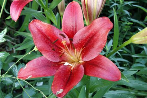 Keeping your indoor kitty safe from poisonous plants to cats is fairly easy — don't bring toxic plants into your home, even if it means declining a gorgeous bouquet of flowers. Is the Stargazer Lily Poisonous? You'll Be Astonished to ...