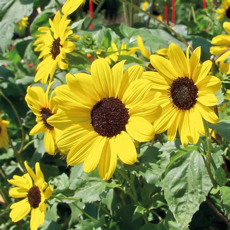 Sunflower Small Yellow Flower Organic Gardening Catalogue