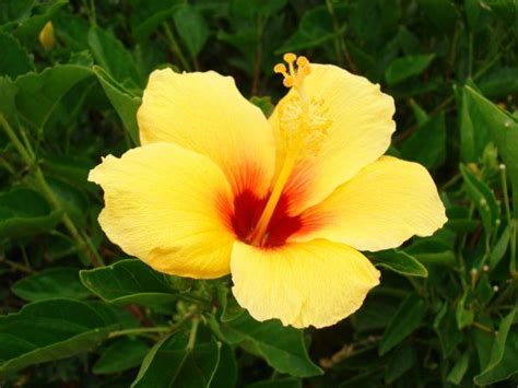 Yellow Hibiscus Hawaii State Flower 309 Yellow Hibiscus Flowers
