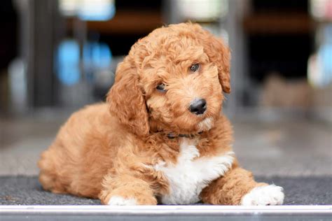 Irish Doodle Puppies For Sale Adopt Your Puppy Today Infinity Pups