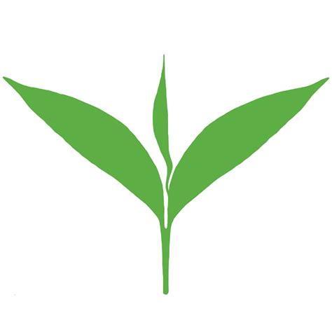 Vector Green Tea Leaves Png Transparent Image Png Mart