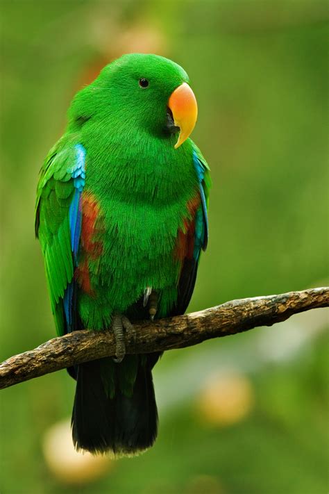 Male Eclectus Parrot Biological Science Picture Directory