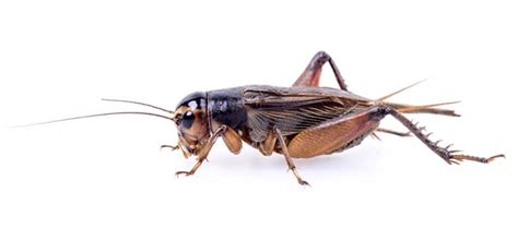 Choice tree service is kansas city's finest tree service that offers fast and reliable responses to all of your tree care needs. Common Crickets In Tulsa | Learn More About Crickets In ...