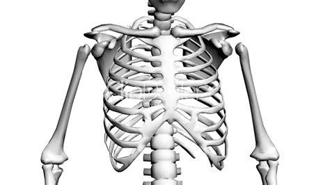 Human Bone Anatomy Chest Breast Bone Anatomy Anatomy Bones Chest