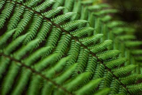 Image Of Green Rainforest Fern Austockphoto