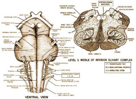 Hypoglossal Nerve Anatomy