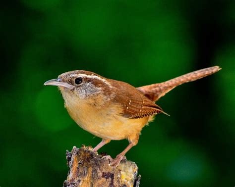Top 10 Small Brown Birds In The World With Pictures Utah Pulse