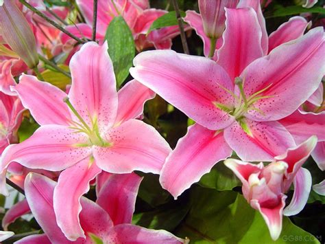 These flowers have meanings that will help you celebrate a new chapter in your life while remembering the past. Top 10 Most Popular Flowers to Plant in Your Garden.