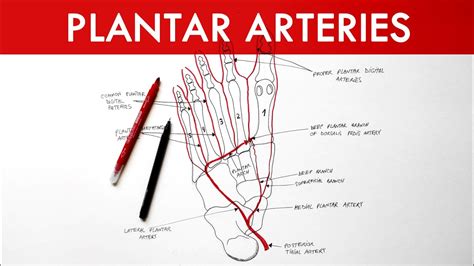 Neurovascular Anatomy Of Lower Limb Muscle And Bone Structure Plantar