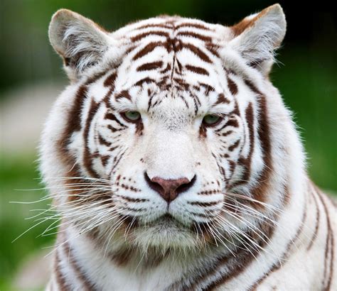 Muzzle White Tiger Animal Themes Big Cat Animals In The Wild Tiger