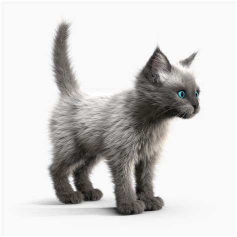 Kitten 3d Model