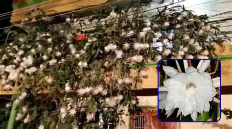 Rare Video Of 100 Brahma Kamal Flowers Blooming At Home In Mysore Goes