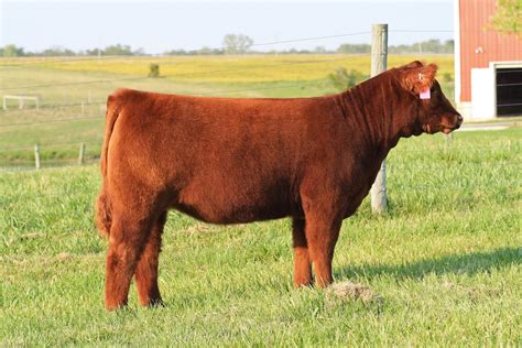 Executive Sires Inc Talk About A Ravishing Red Show Heifer Prospect