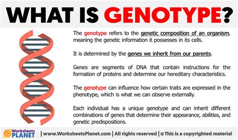 What Is Genotype Definition Of Genotype