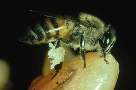 Killer Bee Attacks In Arizona Africanized Honey Bees