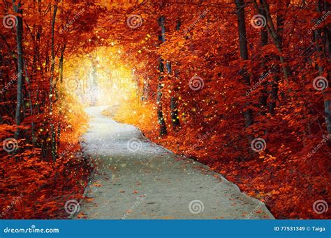 Magical Autumn Forest With Path And Fantastic Glow Stock Image Image