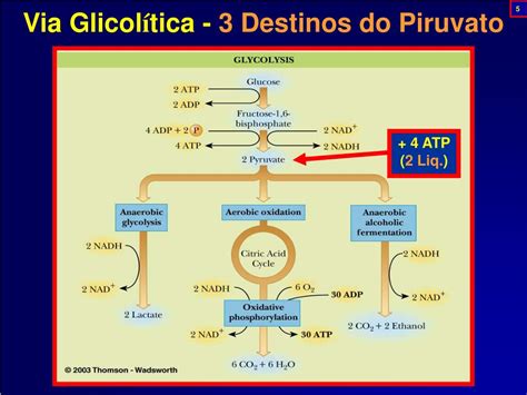 Piruvato O Que é