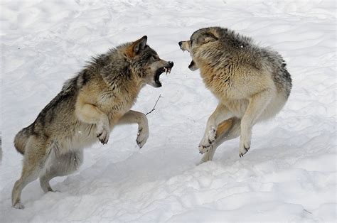 Wolves Fighting Two Wolves Fight Each Other For Leadership Of The