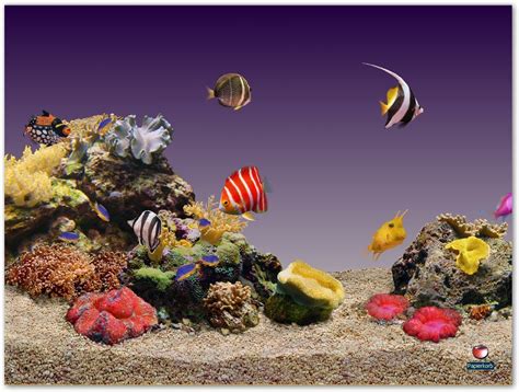 Aquarium - Aquariums Photo (9037630) - Fanpop
