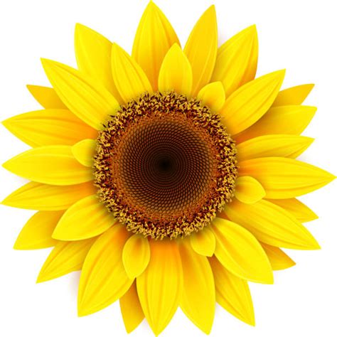 Royalty Free Orange Sunflower Clip Art Vector Images And Illustrations