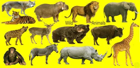 Learn 50 Wild Animals Name And Image Necessary Vocabulary Welcome To