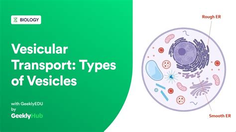 Geeklyhub Vesicular Transport Types Of Vesicles Cell Biology Youtube