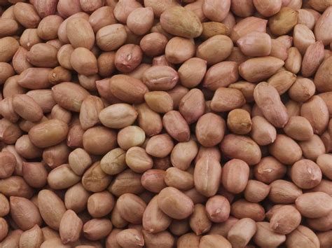 Indian Peanut Exporters, Indian Groundnut Exporters