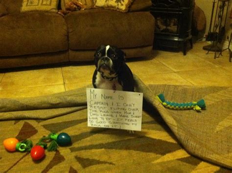 9 Best Images About Dog Shamed Boston Terriers On Pinterest Lol Funny