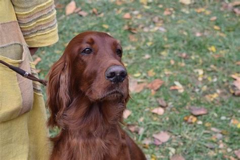 Irish Setter Information And Dog Breed Facts