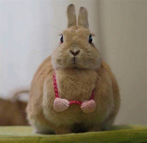 Bunny Bikini 👙 Bunny Harley Rabbit