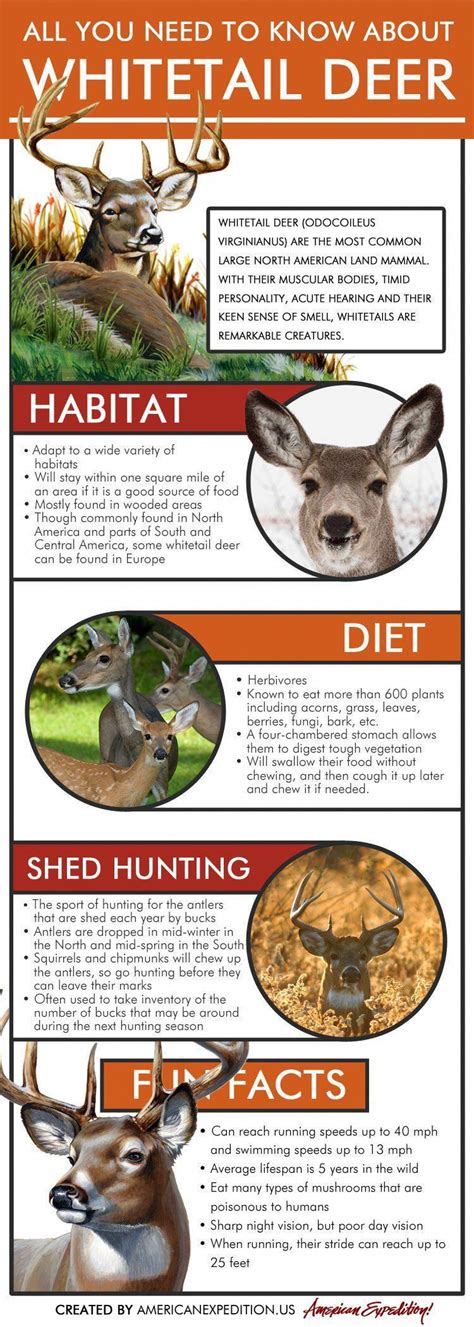 Whitetail Deer Infographic All You Need To Know About Whitetail Deer