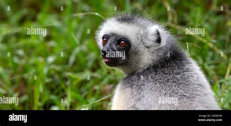 Madagascars Lemur Hi Res Stock Photography And Images Alamy