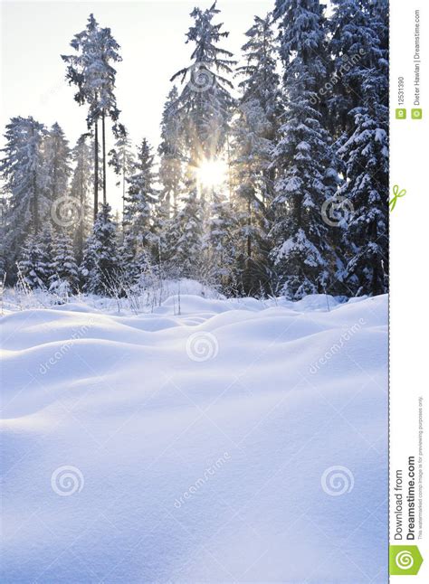 Sunbeam In Winter Forest Stock Photo Image Of Conifer 12531390