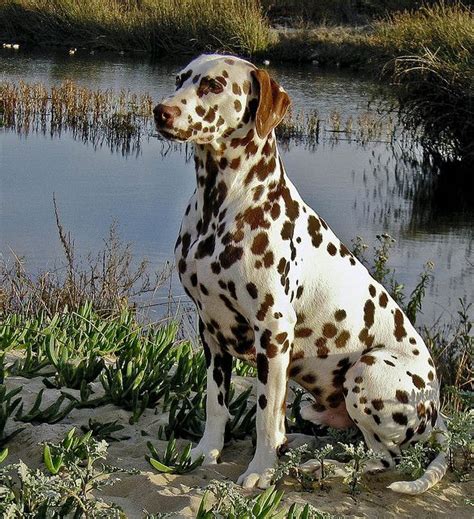 Liver Spot Dalmatian At Arroyo Grande Creek