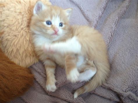 30 Most Adorable Orange Norwegian Forest Cat Pictures