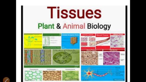 Tissues Plant And Animal Tissue Youtube