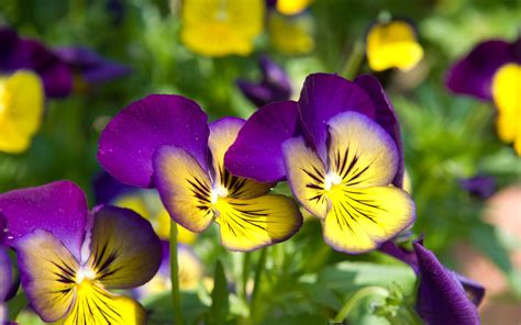Maybe you would like to learn more about one of these? Pansy Yellow And Purple Flowers Hd Wallpapers 1920x1200 ...