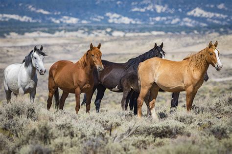 07 Five Stunning Wild Horses Photography By Brian Luke Seaward