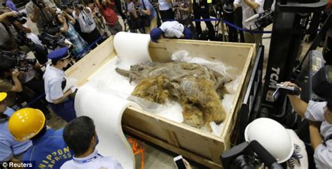 Woolly Mammoth Found Frozen In Siberia After 39000 Years Goes On