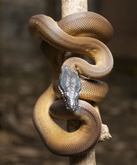 White Lipped Python Care Sheet The Complete Guide Reptile Advisor
