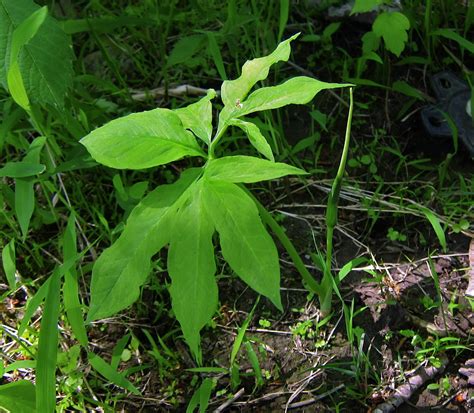 Definition of arisaema dracontium in the titi tudorancea dictionary. Arisaema dracontium - Photos - NYFA: New York Flora Atlas ...