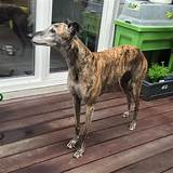 Everything You Need To Know Before Buying/Adopting A Brindle Greyhound ...
