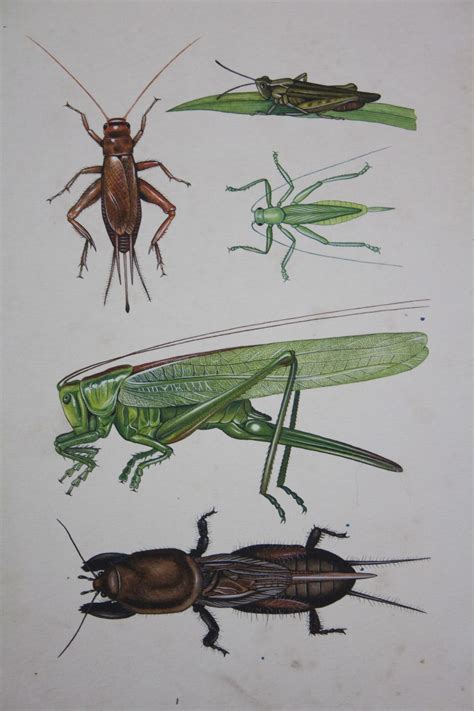 Antiques Atlas Insects Book Illustrations Original Artwork
